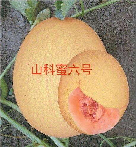 山瓜甜瓜今日价格表最新,最新市场行情一览