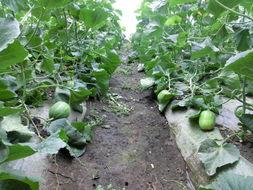 山瓜甜瓜今日价格表最新,最新市场行情一览