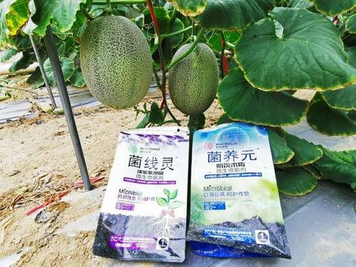 瓜达克斯今日价格,实时行情解析与市场动态洞察