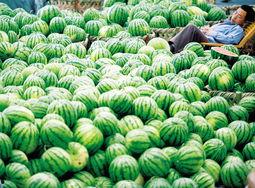 瓜达克斯今日价格,实时行情解析与市场动态洞察