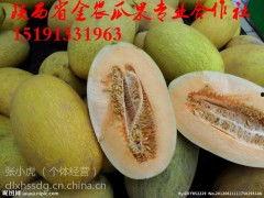 2024伊宁哈密瓜今日价格行情