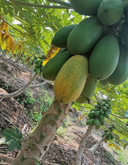 西双版纳今日瓜价,今日瓜价行情一览