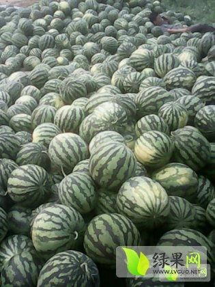 西双版纳今日瓜价,今日瓜价行情一览