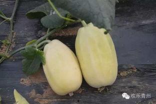 弥河银瓜今日价格,价格行情一览”