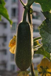 今日下桥毛瓜价格,市场行情实时解析