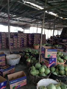 襄阳今日麒麟瓜批发