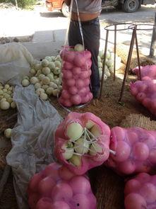 宿迁小白瓜今日价格,实惠之选，市场行情一览