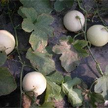 宿迁小白瓜今日价格,实惠之选，市场行情一览