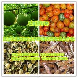 今日佛水瓜价格,今日行情一览”