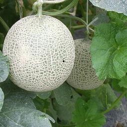 蜜瓜价格今日多少钱一斤,多少钱一斤？