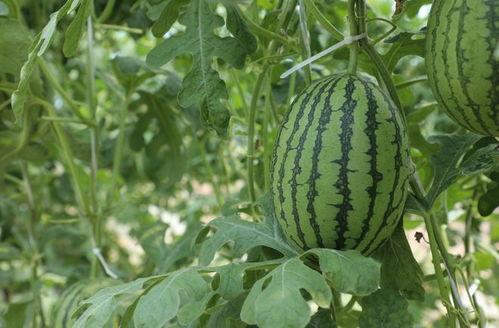 水果吊瓜今日价格表图片,市场行情实时更新
